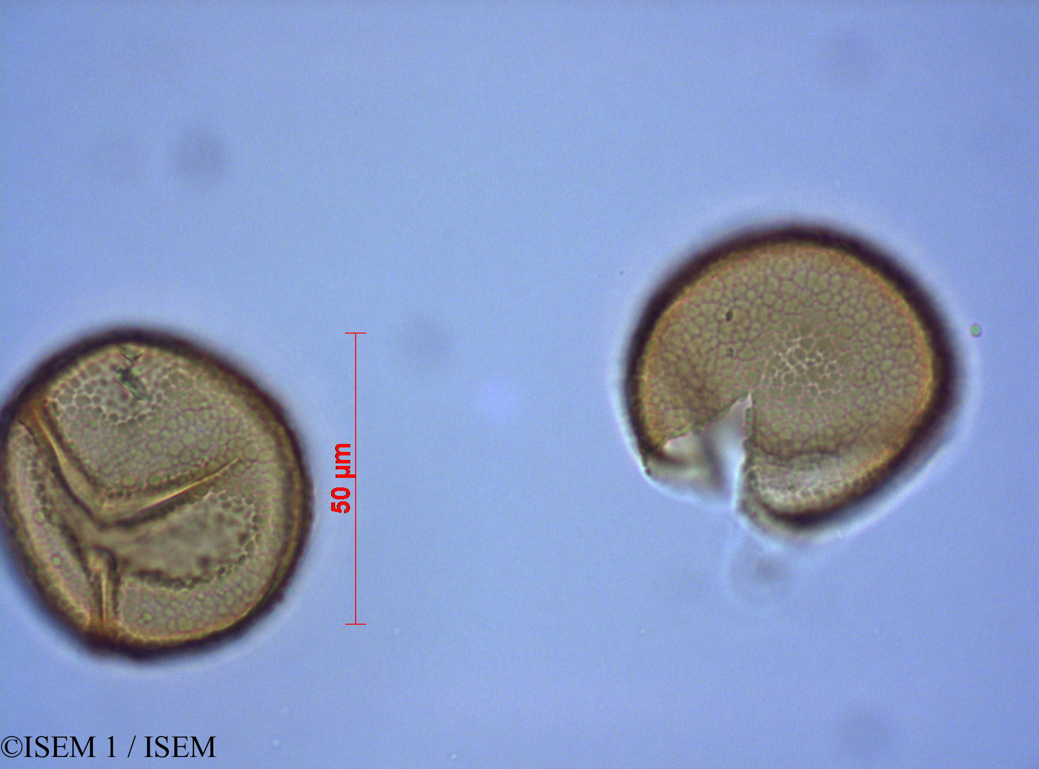 ISEM 1/Melpomene_moniliformis_82294/Melpomene_moniliformis_82294_0003(copy).jpg